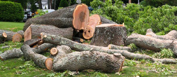 Reliable Muscatine, IA Tree Services Solutions